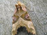 Angle shades moth - Rachel Scopes